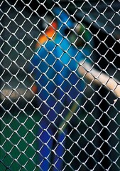 Blue and orange bird perched atop a chain-link fence in a rectangular batting cage.