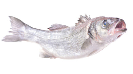 Fish seabass isolated on white