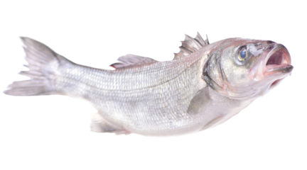 Fish seabass isolated on white