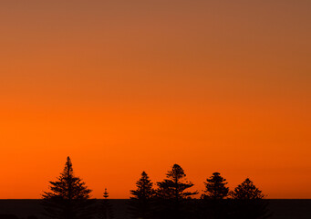 Rows of pine trees silhouetted against orange sunset in Penneshaw, Kangaroo Island, Australia