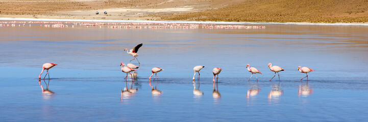 Bolivia, Laguna Kollpa in Avaroa National Park. Flamingos looking for food in the lagoon water.