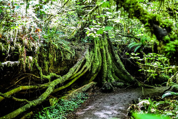 fern in the forest