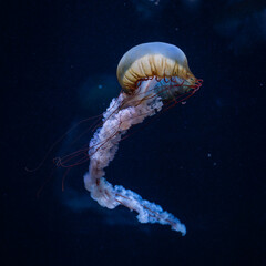 Jellyfish. Pacific sea nettle (Chrysaora fuscescens), or West Coast sea nettle floating in water....