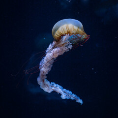 Jellyfish. Pacific sea nettle (Chrysaora fuscescens), or West Coast sea nettle floating in water. Fantasy, hypnotic, mystic, pcychedelic dance. Cover design. Soft focus. Copy space.