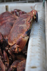 crabs, crab fishing © Joanna SM