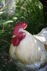 rooster on the green background © Joanna SM