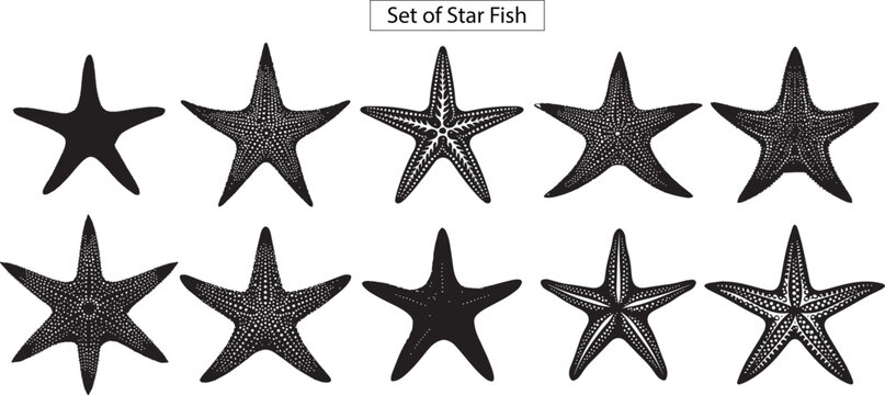 set of starfish silhouette , isolated on white background