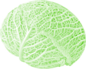 Savoy cabbage whole one, from green circle dots of different sizes on white background