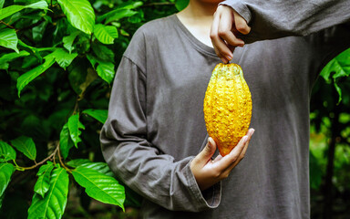 agriculture yellow ripe cacao pods in the hands of a boy farmer, harvested in a cocoa plantation - obrazy, fototapety, plakaty
