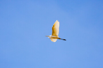 great white egret in flight on the blue sky