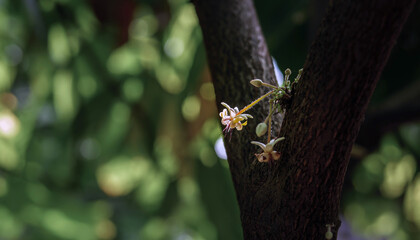 Cocoa flowers (Theobroma cacao) on growing tree trunk,Cacao flowers and fruits on cocoa tree  for the manufacture of chocolate