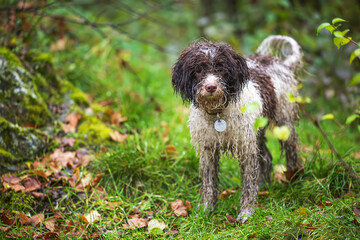 The Lagotto Romagnolo is an Italian breed of dog. female beautiful puppy