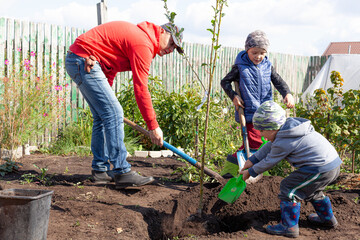 Father and sons plant a young tree on a small rural plot on an autumn sunny day
