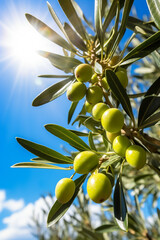 Sunny Olive Orchard Bliss