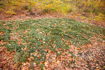 a place in the forest where hunters place their wild animals they have shot, a bed of branches from...