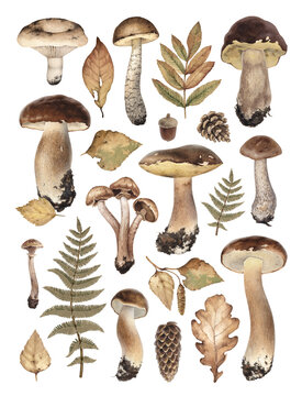 Watercolor illustrations of autumn forest nature: mushrooms, leaves and cones. Cottegecore style. Perfect for home textile, packaging design, posters, stationery and other printed goods