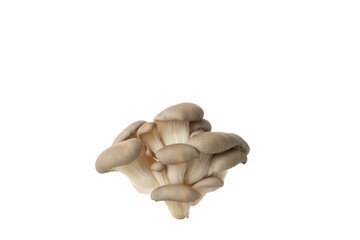 PNG, Fresh oyster mushrooms, isolated on white background