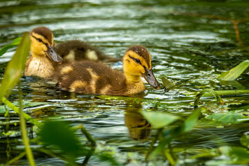 Close-up of a duckling of the mallard wild duck (Anas platyrhynchos) swimming in a river
