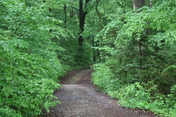 path in the forest