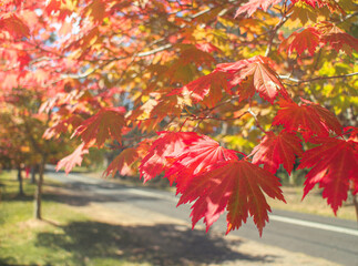 red maple leaves