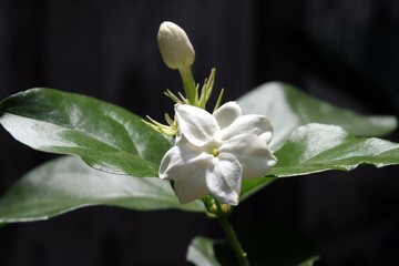 Jasmine, Gardenia jasminoides, White flower