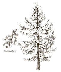 European larch tree and branch vector - obrazy, fototapety, plakaty
