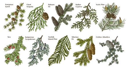 Coniferous plants branches vector set - obrazy, fototapety, plakaty