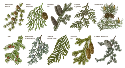 Tuinposter Coniferous plants branches vector set © Marina Gorskaya