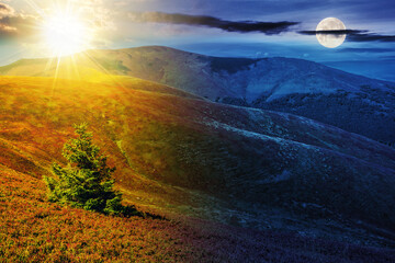 spruce tree on a hillside in summer with sun and moon at twilight. day and night time change concept. mountainous scenery in morning light - obrazy, fototapety, plakaty