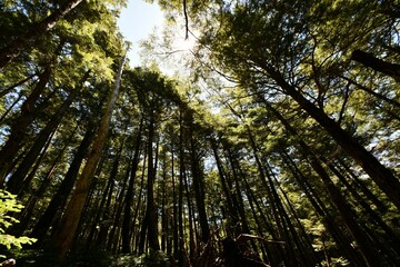 Scenic view of a lush landscape of tall pine trees, captured from a ground-level point of view