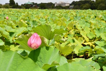Vibrant pink lily flower blooming on a lush green leaf