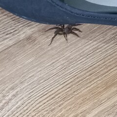 Spider vs Shoe