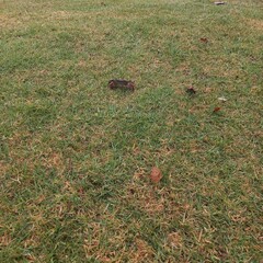 Find the crab