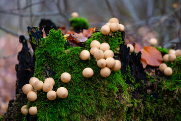 Pear-shaped or stump puffball (Apioperdon pyriforme ) is a saprobic fungus. Cluster of nearly...