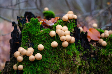 Pear-shaped or stump puffball (Apioperdon pyriforme ) is a saprobic fungus. Cluster of nearly spherical edible beige fruit bodies on decaying wood of a cut tree in autumn forest in Sauerland, Germany.