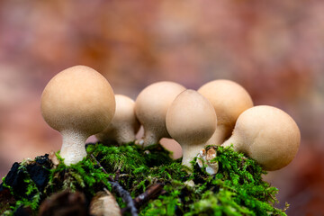 Pear-shaped or stump puffball (Apioperdon pyriforme ) is a saprobic fungus. Cluster of nearly...
