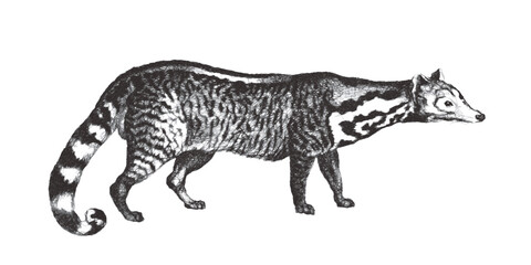 Large Indian civet (Viverra zibetha). Doodle sketch. Vintage vector illustration.