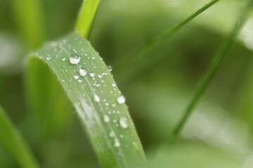 blade of grass with morning dew