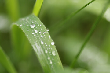 blade of grass with morning dew