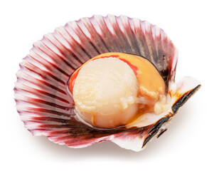 Edible raw opened scallop isolated on white background. Delicacy food. File contains clipping path. © Екатерина Иванова