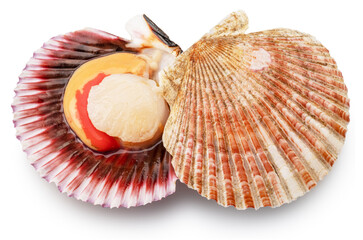 Edible raw opened scallops isolated on white background. Delicacy food. File contains clipping path. © Екатерина Иванова