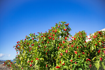 Fototapeta na wymiar Red flowers on the green tree in the garden on a background of blue sky copy space