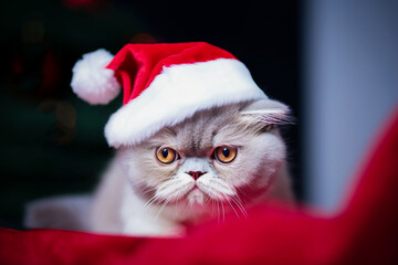Grey persian cat in santa hat on Christmas background. Selective focus