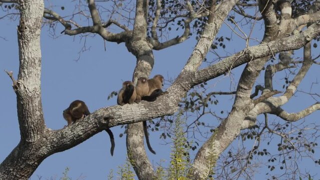 Family of Black Tailed Marmoset, Mico melanurus, sitting on a branch in a tree along the Transpantaneira towards Porto Jofre in swamps of the Pantanal welands in Brazil.