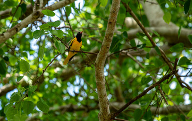 The black-hooded yolk is a member of the yellow-yolk family of songbirds and is an established breeder throughout tropical southern Asia, from India and eastern Sri Lanka to Indonesia..​