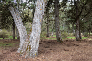 Sabinar de Calata&ntilde;azor Nature Reserve, Soria (Spain)