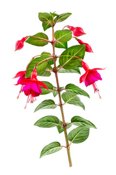 Branch of Fuchsia triphylla flower on a white background