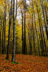 Obraz premium Autumn colours, tall trees in woods, Ireland