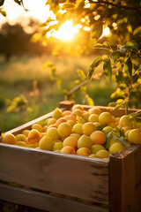 Yellow plums harvested in a wooden box with orchard and sunset in the background. Natural organic fruit abundance. Agriculture, healthy and natural food concept. Vertical composition.