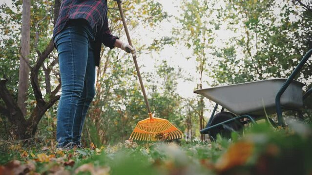 A young Caucasian woman raking up fallen leaves in the backyard of a country house on a warm autumn day